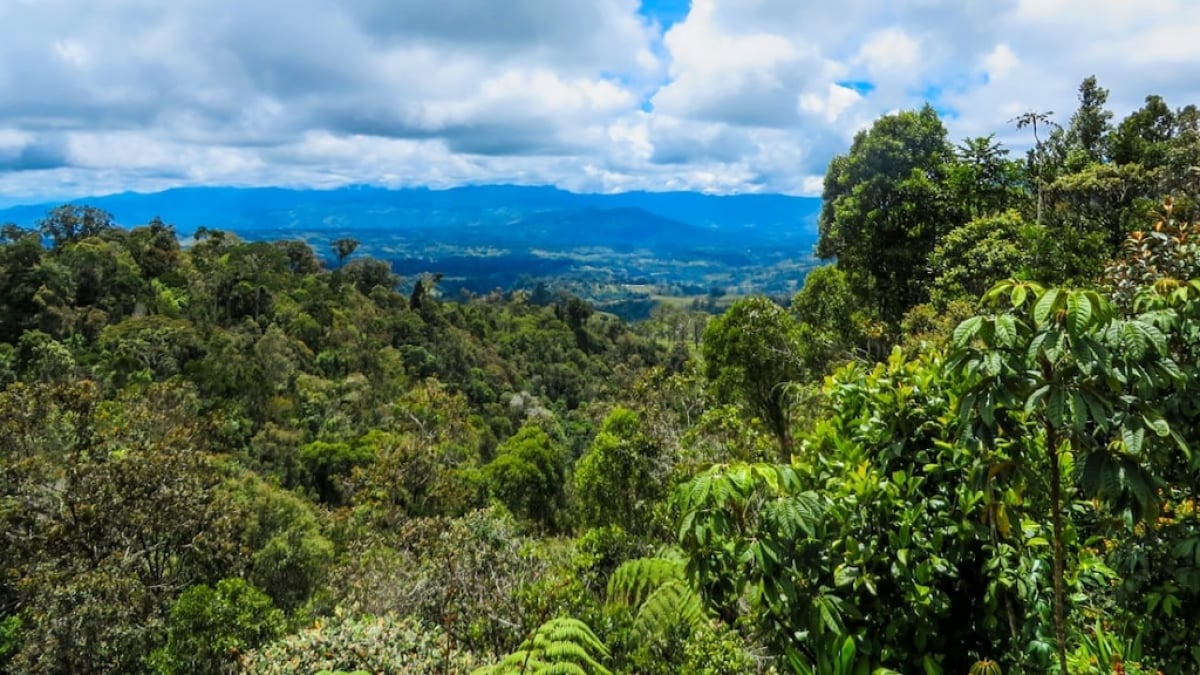 The World’s Oldest Agricultural Site! The Kuk Early Agricultural Site, a World Heritage in Papua New Guinea