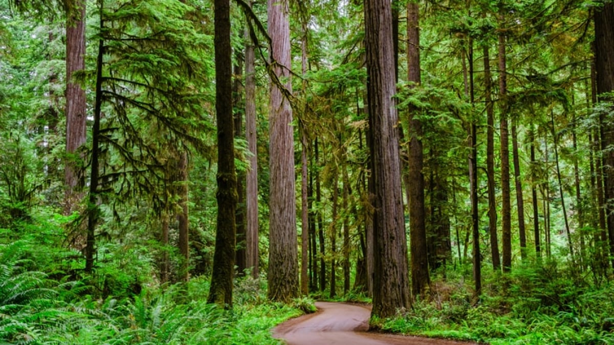 Experience the Redwood Forest! 5 Popular Tourist Spots in Crescent City