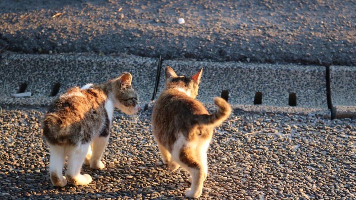 Nagasaki’s “Crooked-Tail Cat Shrine” is a sacred place for cat lovers 😺 A hidden cat spot!