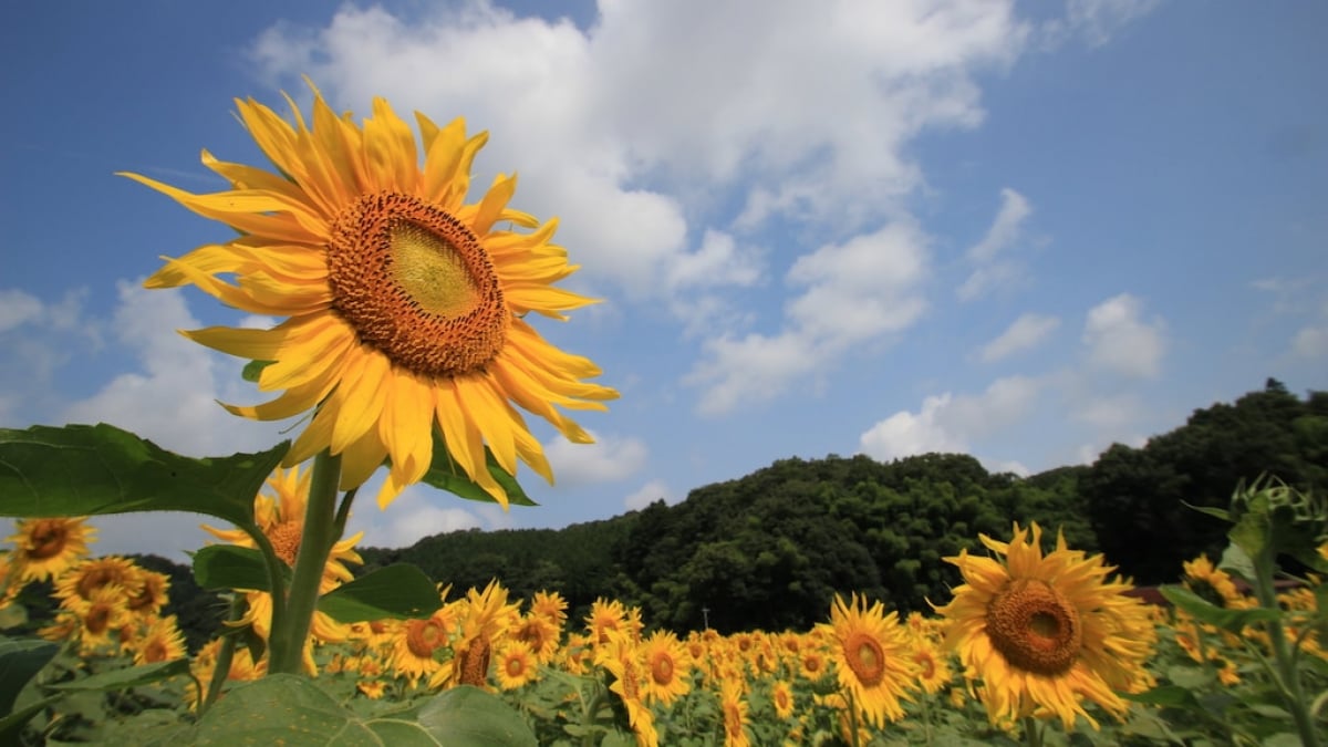 Recommended Tourist Spots in Miyoshi City | Wineries, Museums, and Ancient Tomb Town Attractions?