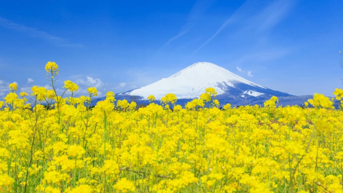 You Can See Mt. Fuji Anywhere You Go! Recommended Sightseeing Spots in Gotemba City at the Foot of the Famous Peak