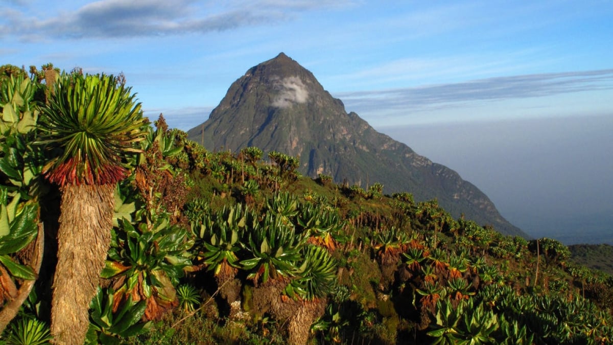 The allure of the World Heritage Site “Virunga National Park”! When can you meet Mountain Gorillas?