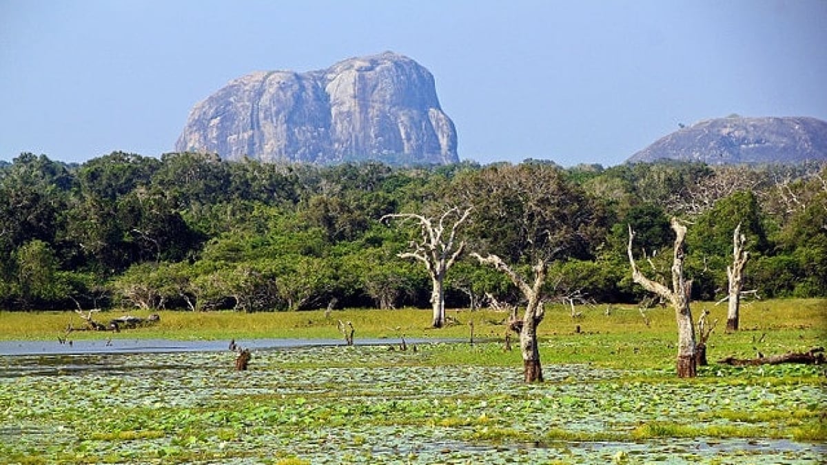 Not Just Tea – A Variety of Souvenirs from Sri Lanka!