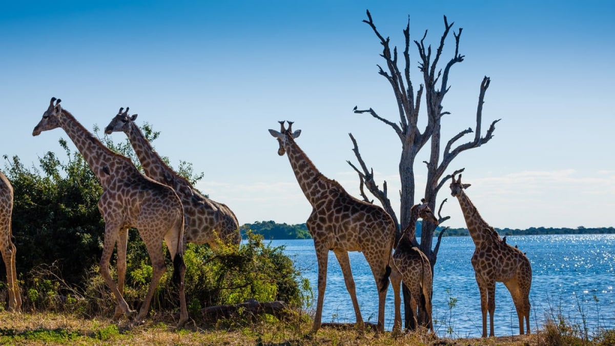 Must-Have! 4 Unique Souvenirs from Botswana, the Land of Diamonds!
