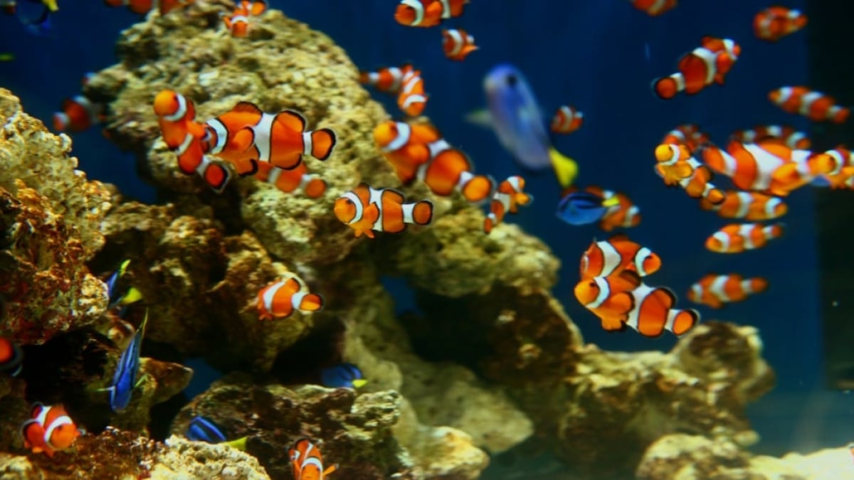 Top Highlights of the Most Popular Marine Museum in LA: Aquarium of the Pacific