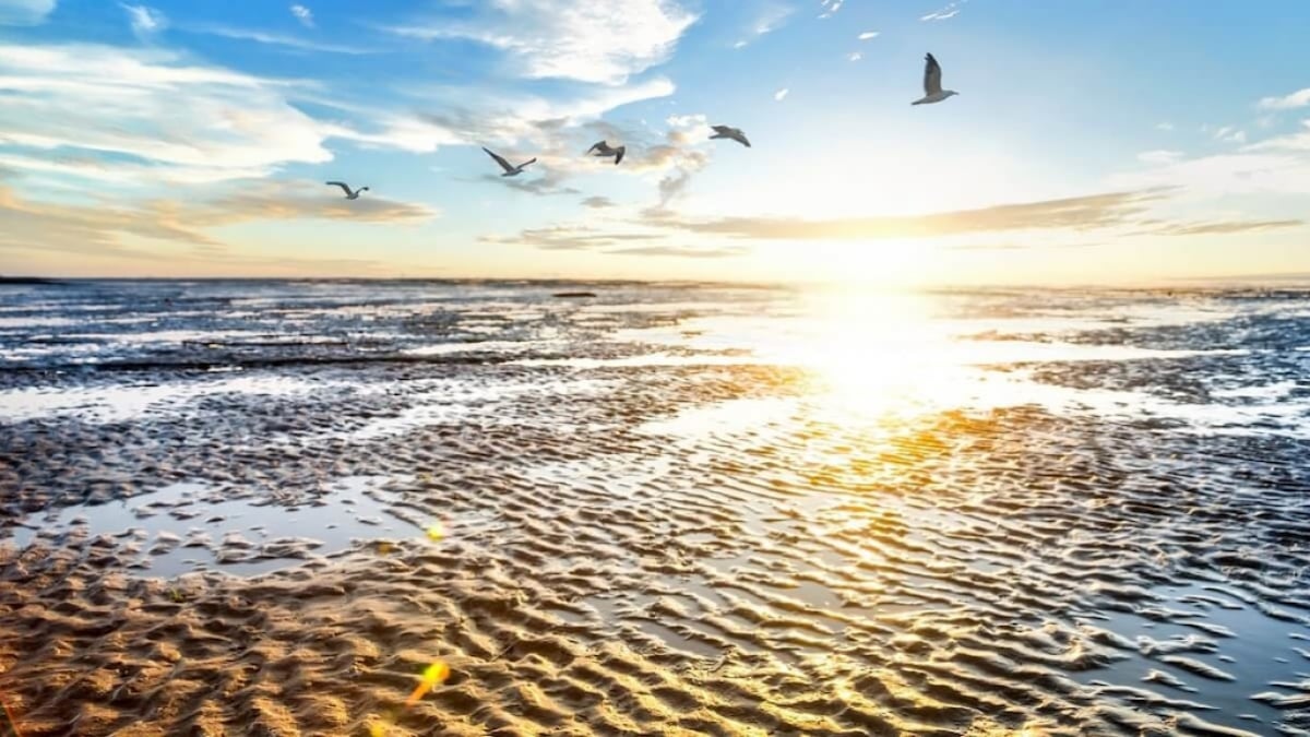 【World Heritage Site】Wadden Sea｜A vast wetland spreading across Germany, the Netherlands, and Denmark!