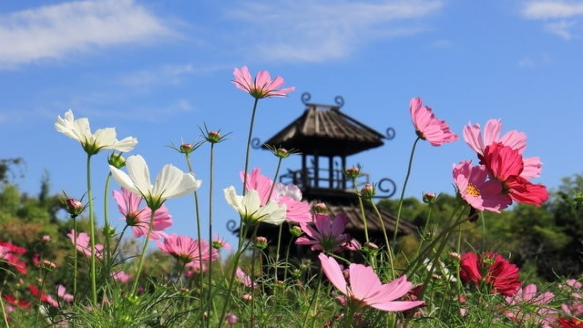 8 Historical Sightseeing Spots in Tawaramoto Town with Precious Ruins and Shrines