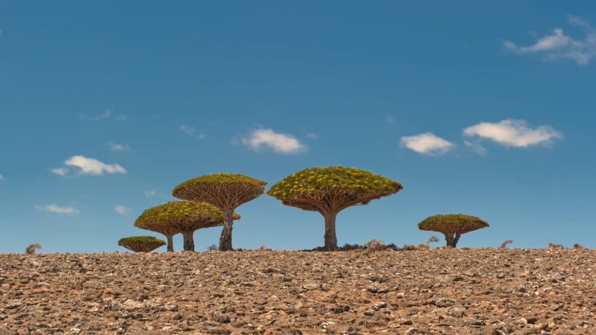 A Surreal Otherworld Awaits! Discover the Enchanting Wonders of Yemen’s UNESCO-listed Socotra Islands