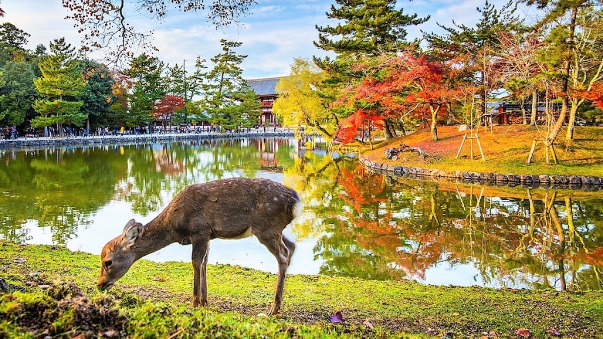 Must-Visit Tourist Spot in Nara! Highlights of Tōdai-ji Temple