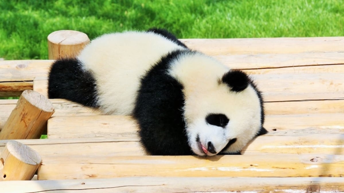 Discover Adventure World’s Beloved Pandas and How to Get Your Tickets