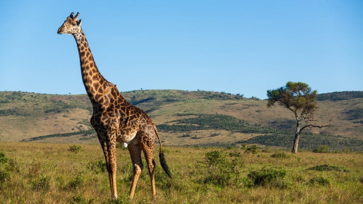 Public safety in Central Africa remains unstable. Please pay close attention to safety information.