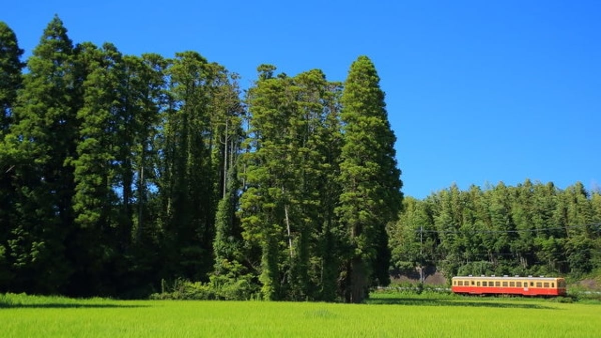 Actually a treasure trove of sweets! Introducing 4 recommended souvenirs from Ichihara City