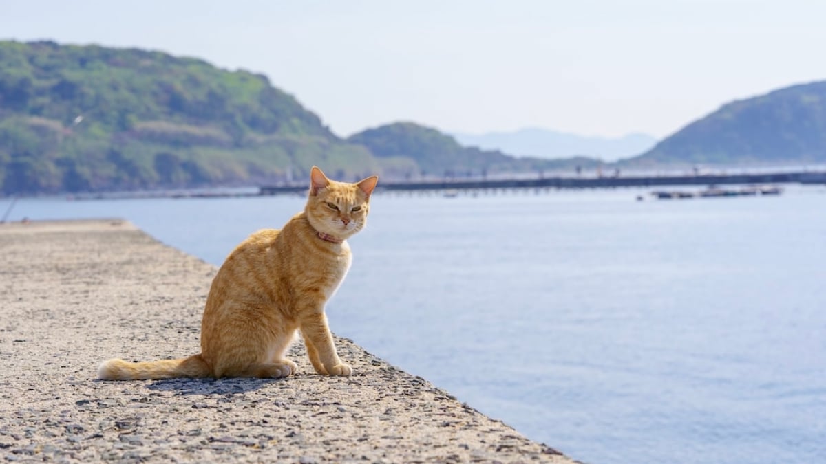 3 Recommended Hotels Around Shingū Town, a Fukuoka Suburb with a World-Famous Cat Island