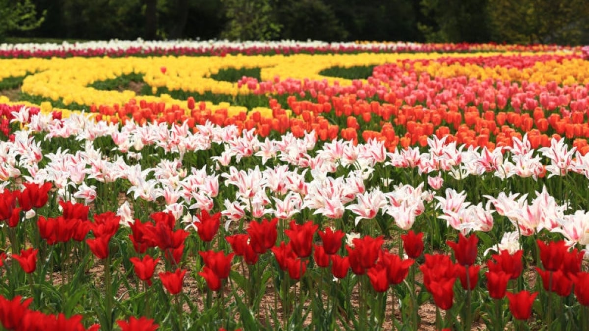 A Town in Full Bloom! Top 5 Must-Visit Tourist Spots in Sera, Hiroshima