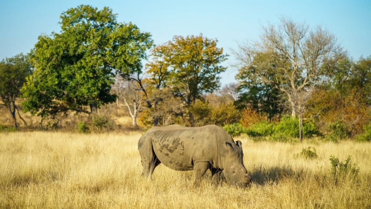 Surrounded by the Big Five – 3 Must-See Tourist Spots in Hoedspruit, South Africa!