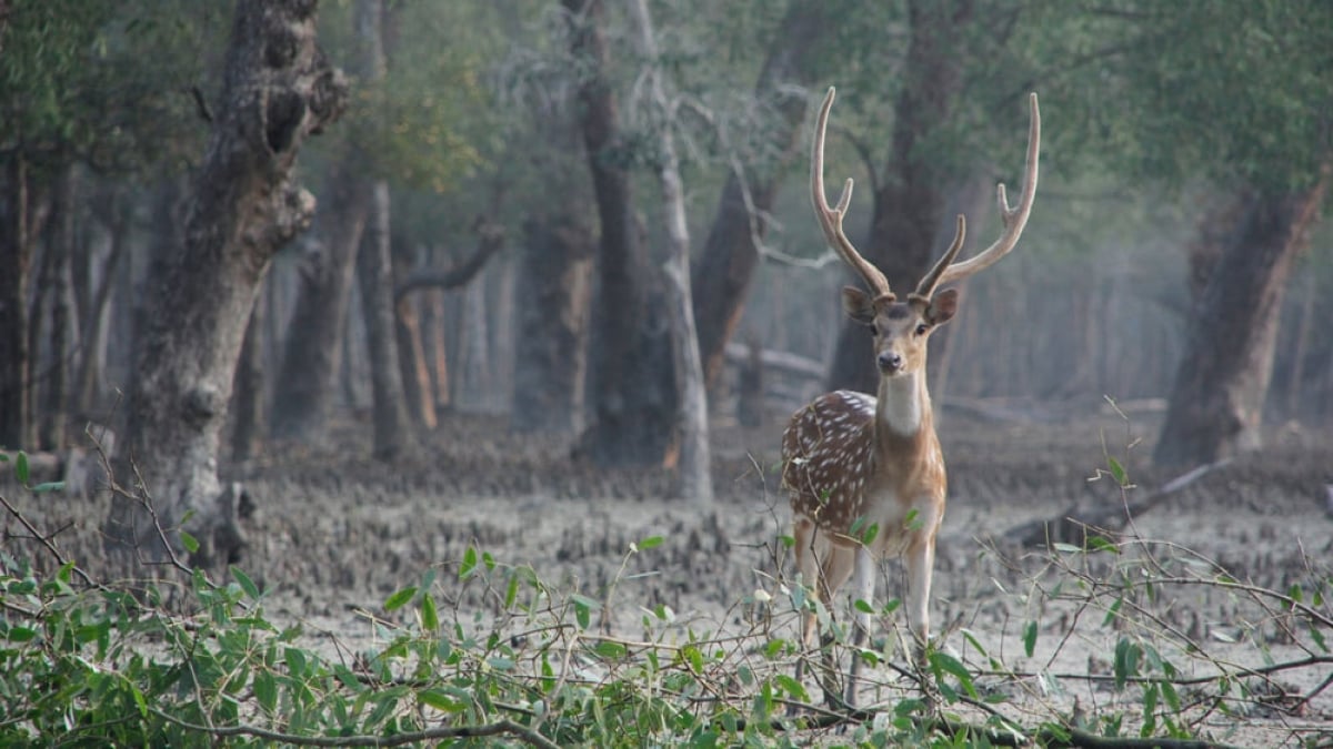 Bengal Tigers live in a vast Mangrove Forest! The World Heritage Site: The Sundarbans