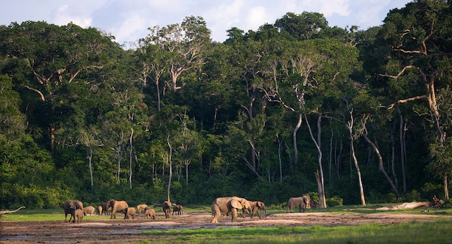Central African Republic