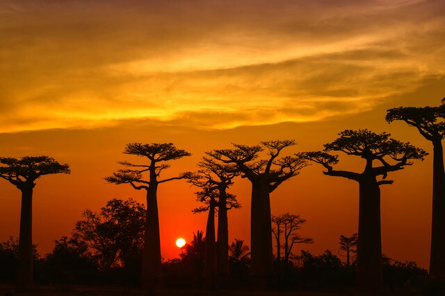 Madagascar