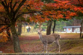 Nara