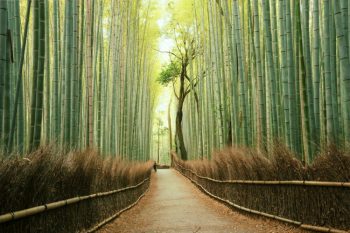 嵯峨野・嵐山・高雄のドライブスポット
